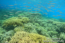 黄色いサンゴの森とキビナゴの大群-西表島シュノーケリング