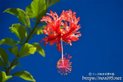 可憐な赤い風鈴-風鈴ブッソウゲ