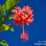 可憐な赤い風鈴-風鈴ブッソウゲ