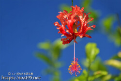 可憐な赤い風鈴-風鈴ブッソウゲ