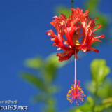 可憐な赤い風鈴-風鈴ブッソウゲ