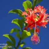 可憐な赤い風鈴-風鈴ブッソウゲ