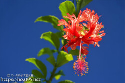 可憐な赤い風鈴-風鈴ブッソウゲ