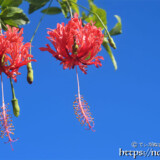 風に揺れる赤い風鈴-風鈴ブッソウゲ