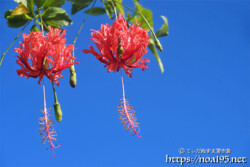 風に揺れる赤い風鈴-風鈴ブッソウゲ