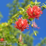 風に揺れる赤い風鈴-風鈴ブッソウゲ