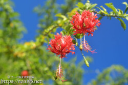 風に揺れる赤い風鈴-風鈴ブッソウゲ