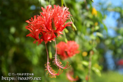 風に揺れる赤い風鈴-風鈴ブッソウゲ