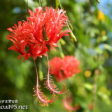 風に揺れる赤い風鈴-風鈴ブッソウゲ