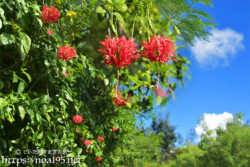 風に揺れる赤い風鈴-風鈴ブッソウゲ