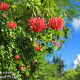 風に揺れる赤い風鈴-風鈴ブッソウゲ