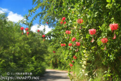 風鈴ブッソウゲの垣根