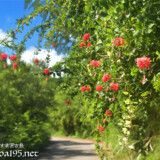 風鈴ブッソウゲの垣根