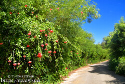 風鈴ブッソウゲの垣根