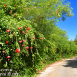 風鈴ブッソウゲの垣根