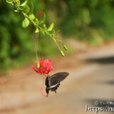 風鈴ブッソウゲにとまる蝶