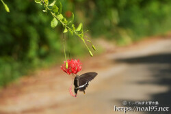 風鈴ブッソウゲにとまる蝶