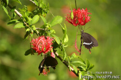 風鈴ブッソウゲにとまる蝶