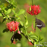 風鈴ブッソウゲにとまる蝶