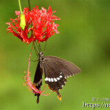 風鈴ブッソウゲにとまる蝶