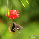 風鈴ブッソウゲにとまる蝶