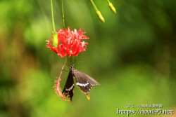 風鈴ブッソウゲにとまる蝶