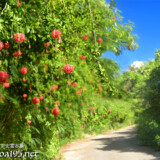 風鈴ブッソウゲの垣根