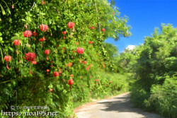 風鈴ブッソウゲの垣根
