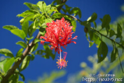 風に揺れる赤い風鈴-風鈴ブッソウゲ