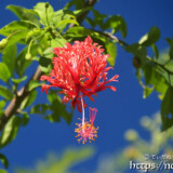 風に揺れる赤い風鈴-風鈴ブッソウゲ