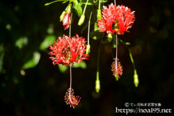 風鈴ブッソウゲ-英名ジャパニーズランタン