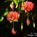 風鈴ブッソウゲ-英名ジャパニーズランタン