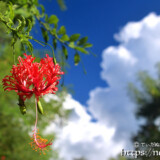 風鈴ブッソウゲと入道雲