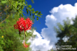 風鈴ブッソウゲと入道雲