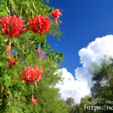 風鈴ブッソウゲと入道雲