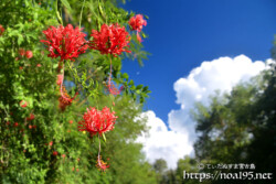 風鈴ブッソウゲと入道雲