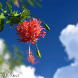 風鈴ブッソウゲと入道雲