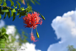 風鈴ブッソウゲと入道雲