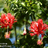 垂れ下がる風鈴ブッソウゲの花