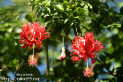 垂れ下がる風鈴ブッソウゲの花