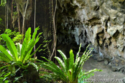 洞窟入り口の鍾乳石とオオタニワタリ-成川ガー
