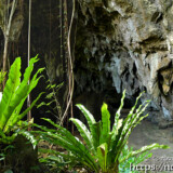 洞窟入り口の鍾乳石とオオタニワタリ-成川ガー