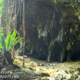 地面に根を張るガジュマルと鍾乳石-成川ガー