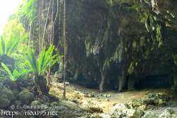 地面に根を張るガジュマルと鍾乳石-成川ガー