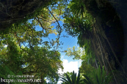 洞窟の上からのびるガジュマルの根-成川ガー