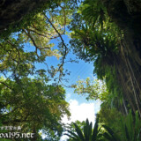 洞窟の上からのびるガジュマルの根-成川ガー