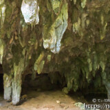 天井からのびる鍾乳石の石柱-成川ガー