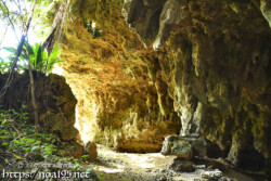 入り口付近の鍾乳石とガジュマル-成川ガー