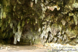 鱗のように壁を覆う鍾乳石-成川ガー