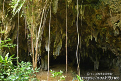 垂れ下がるガジュマルの根と洞窟内の鍾乳石-成川ガー